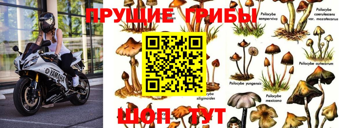 Галлюциногенные грибы Cubensis  Вход с VPN  Семёнов 